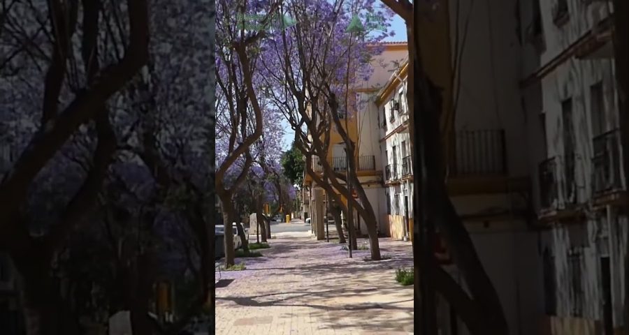 evaluación de raíces invasivas